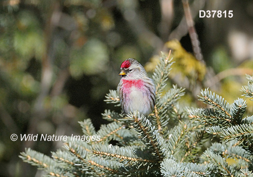 Common Redpoll (Acanthis flammea)